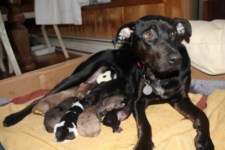 Pasley and her pups.