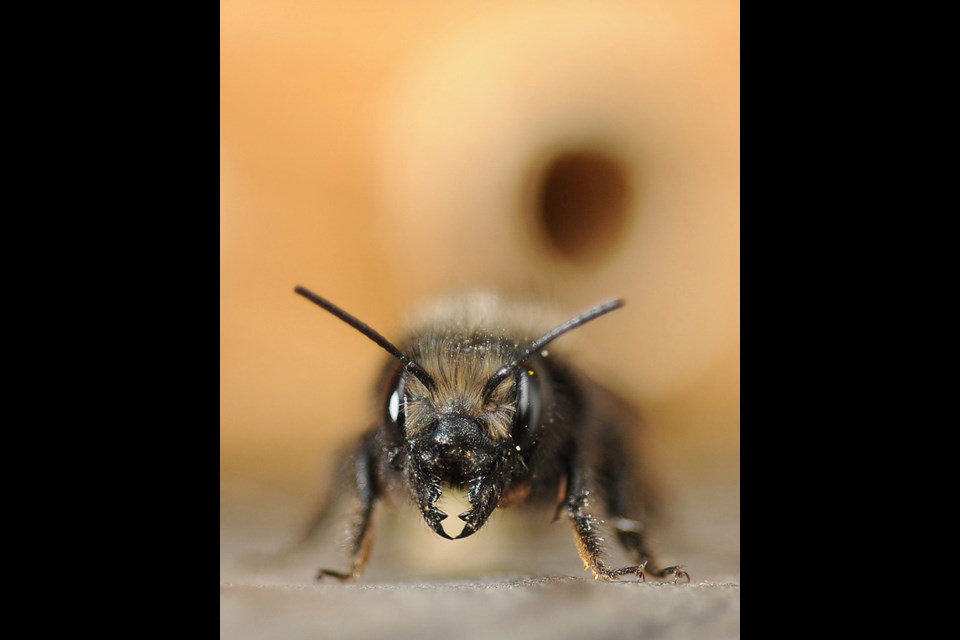 Thanks to parasitic mites, wild honey bees are on the wane, but a separate species, the mason bee, may fill the pollination gap.