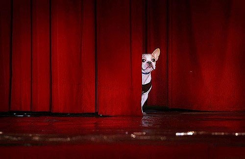 0309 ARTS Bard dog credit didbygraham