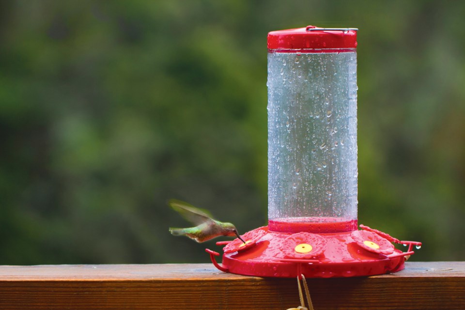 Hummingbird