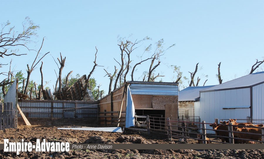 The roof is gone from the cattle shed in Travis and Orilla Hunter’s yard, just one example of many damaged structures which included bins toppled, and another cattle shed swept away, along with giant spruce trees sent in different directions.