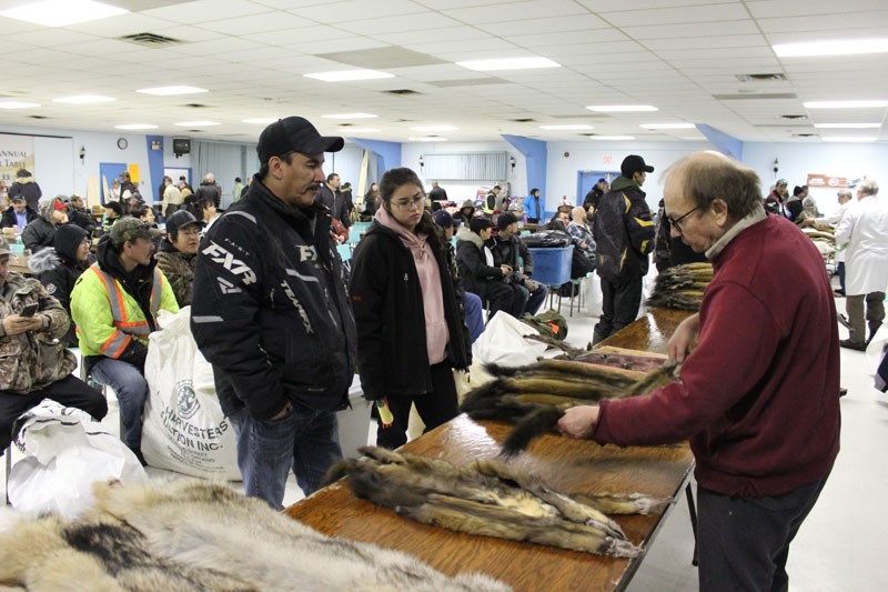 The Thompson fur table is the only event of its kind left in North America, where trappers have access to multiple buyers in the same location.