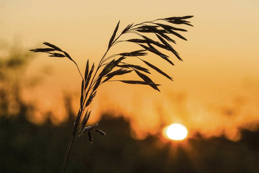 Food Grains