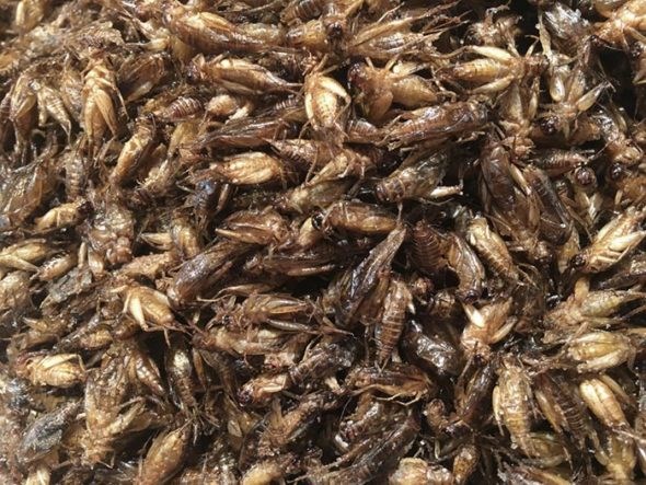 People have been eating crickets for as long as crickets and humans have coexisted. Shown above are fried crickets.