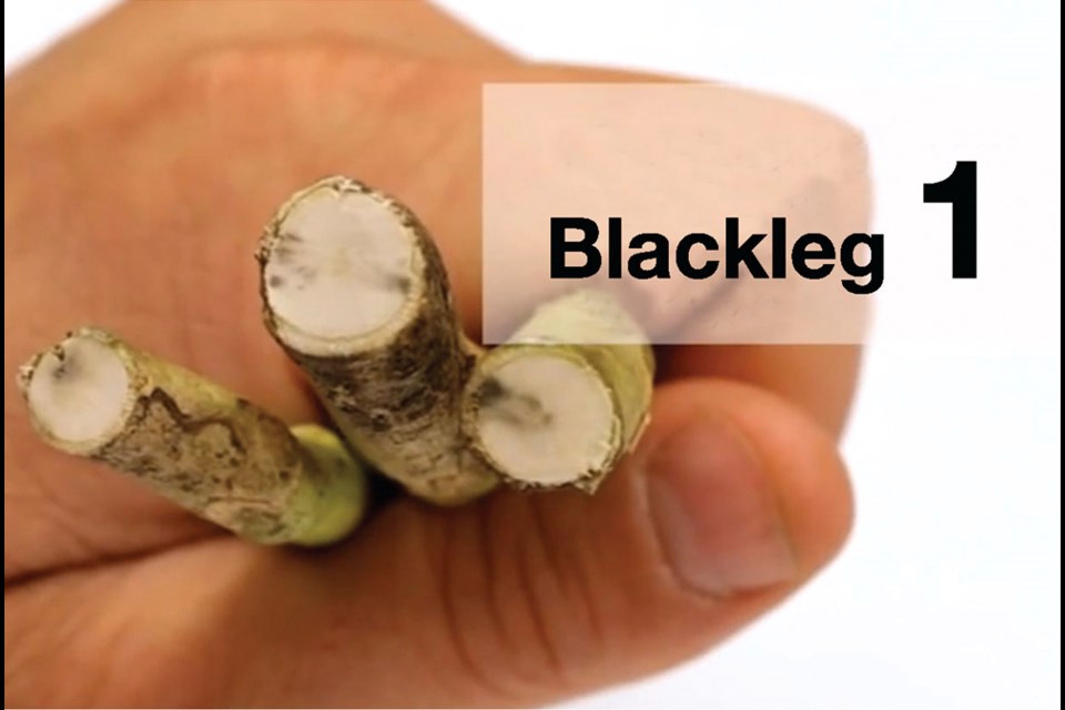 Canola with a Level 1 blackleg severity rating; diseased tissue occupies 25 percent or less of cross-section. An integrated disease management approach can protect against blackleg.