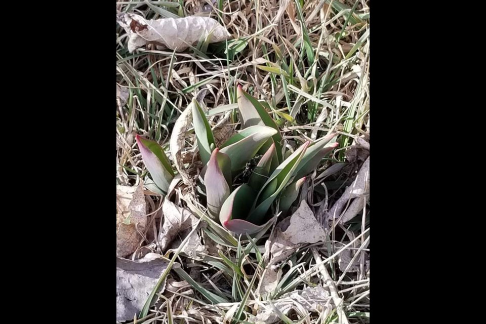 The first tulips spotted by our Sales Manager Shawna Andrews in her Virden neighbourhood.