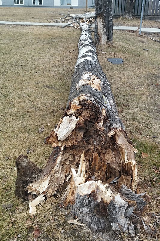 High winds May 9 knocked down trees, including two on Ashberry Place in Thompson, and caused multipl