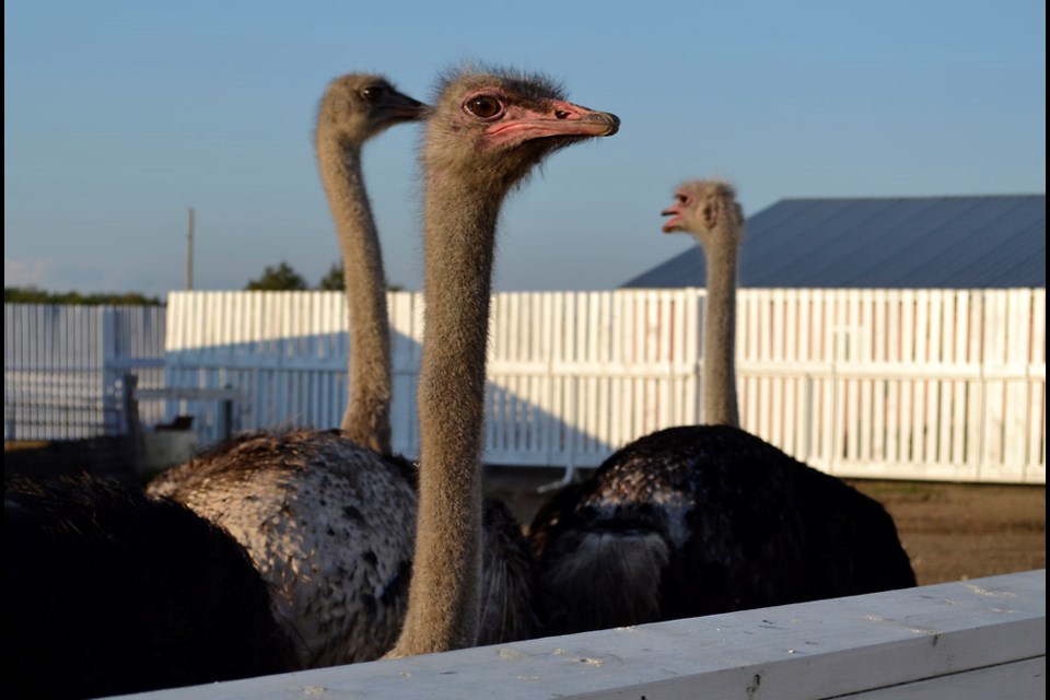 Who's who in the ostrich pen at Westwood Ranch Garden an award winning tourist attraction near Elkhorn.