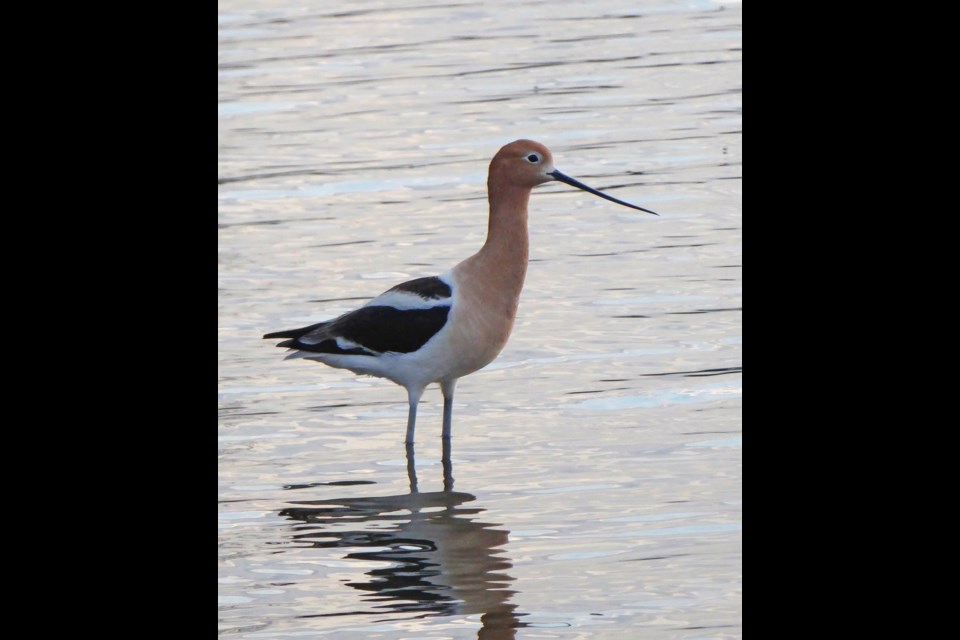 This beautiful American Avocet and mate were spotted last week at Salt Lake, northeast of Virden, likely attracted by the salty water. Flocks of Avocets are more commonly found on Whitewater Lake near Boissevain, also a brackish lake. The southwest corner of the province is the only place in Manitoba where the Avocet comes to breed.