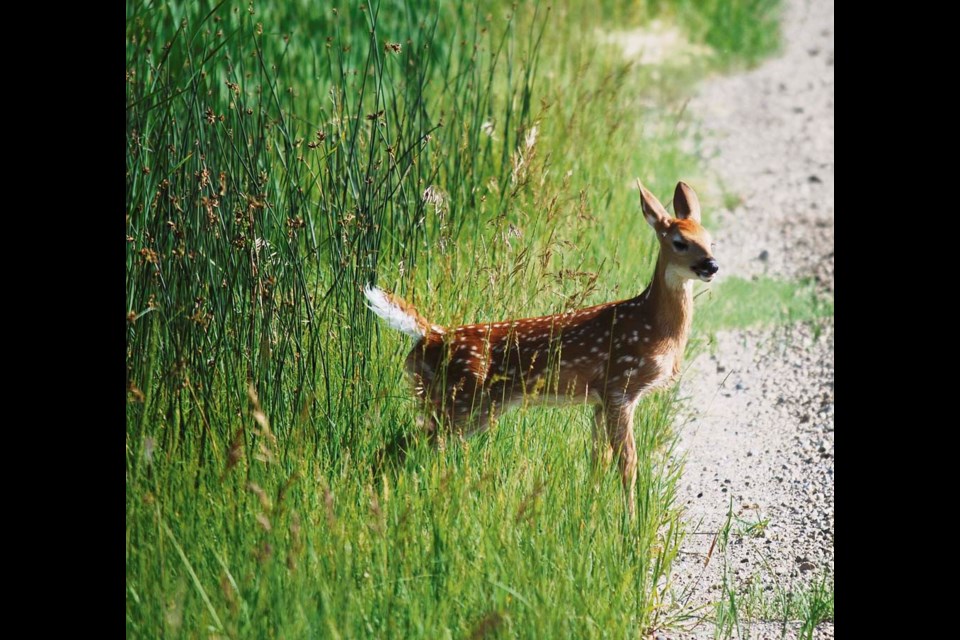 The fawn emerges from a deep, water-filled ditch, where bulrushes and reeds are about eight feet tall.