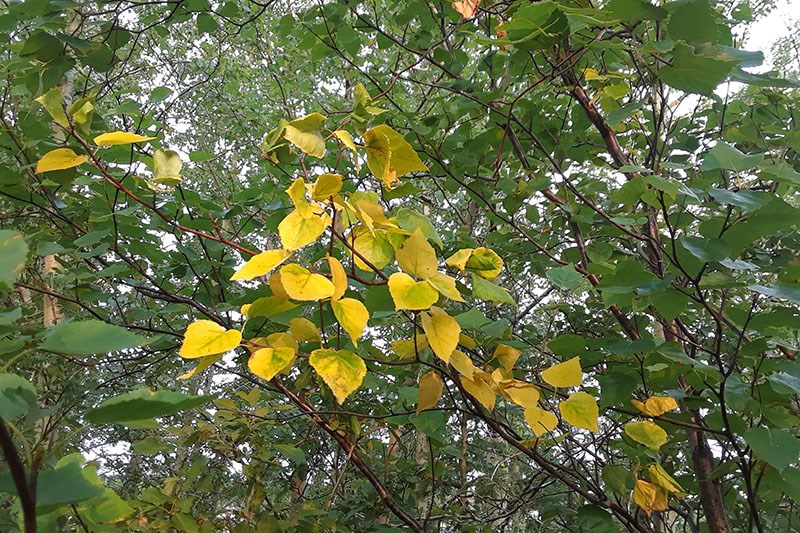 yellow leaves aug 24 2018