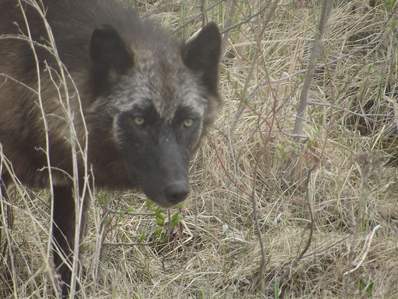 A black male adult wolf was shot and killed Sept.5 along Highway 391 between Thompson and Nelson Hou