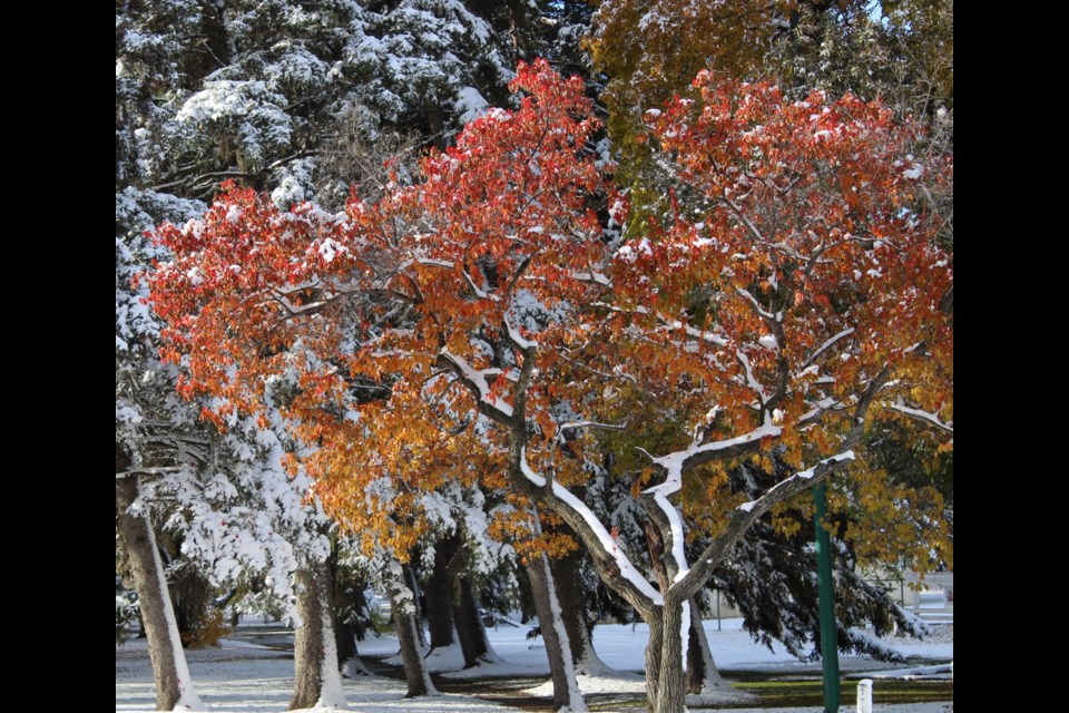 Foliage confusion - do I stay or do I go? This beautiful tree seen in Victoria Park, Virden.