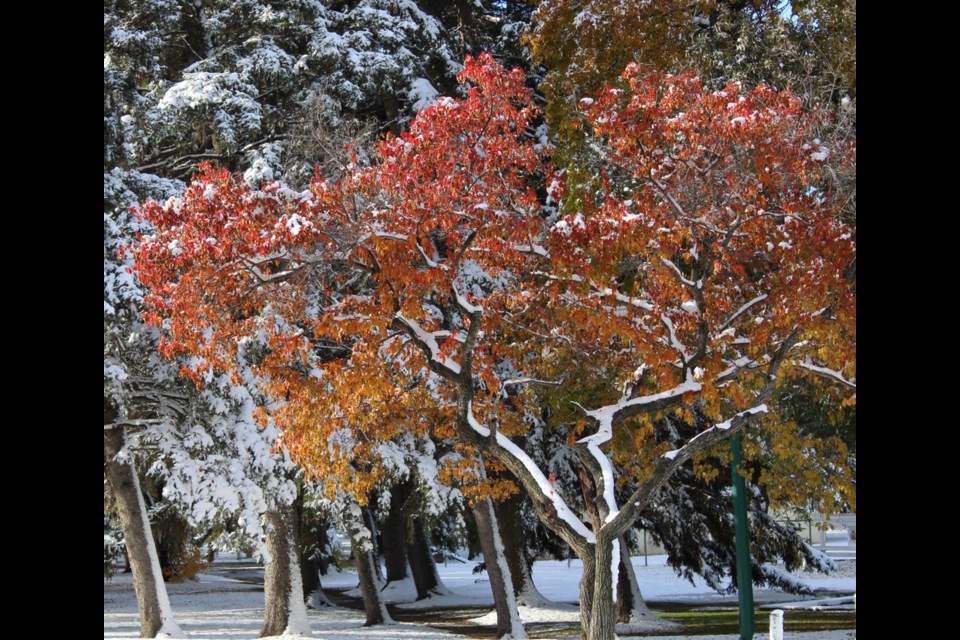 Foliage confusion - do I stay or do I go? This beautiful tree seen in Victoria Park, Virden.