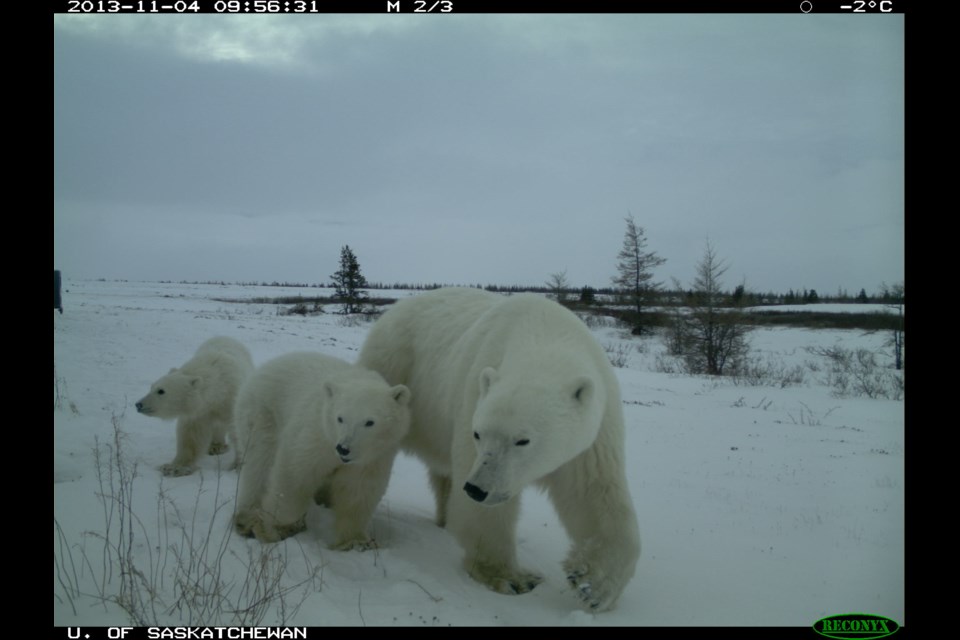 Motion-activated cameras installed by University of Saskatchewan researchers in three places in Northern Manitoba’s Wapusk National Park recorded visits by polar bears, black bears and grizzly bears between 2011 and 2017. The researchers say the overlap of all three species’ range is unprecedented and may be a result of climate change.