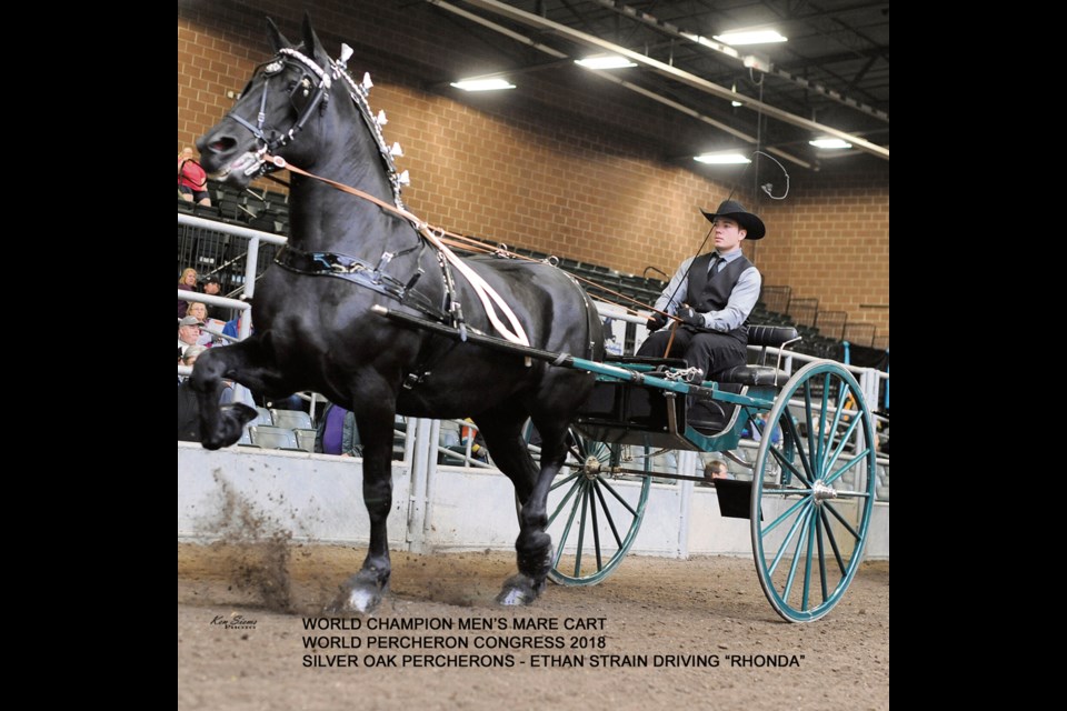 Ethan Strain drives the feminine, eye-catching Rhonda to a World Championship in his hitch class at the World Percheron Congress in Iowa this fall.