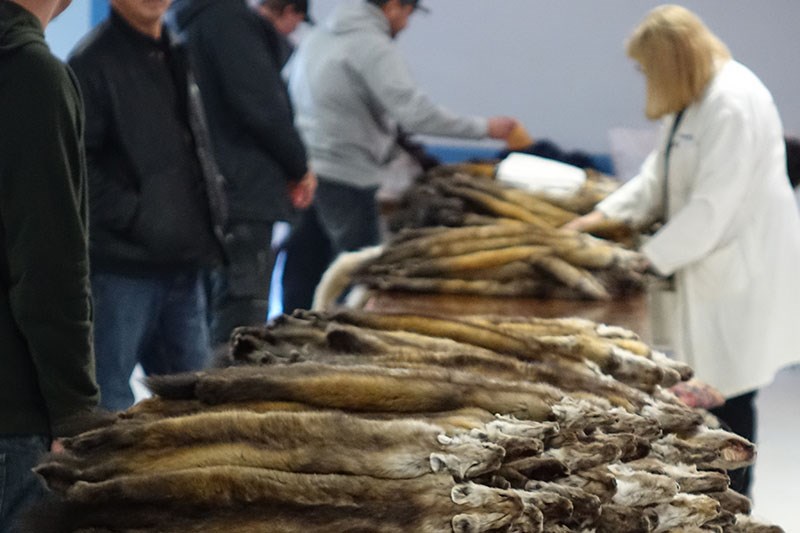 Trappers line up their pelts for appraisal by buyers Dec. 14 during the 39th-annual Thompson Fur Tab