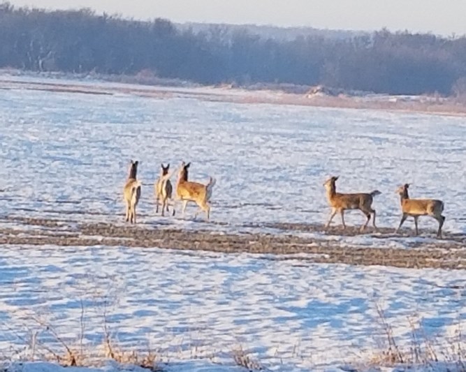 A gradual snow melt has begun by March 20. There was still snow here in the Assiniboine Valley east of Virden; and these deer were searching for food after a hard winter. In less than a month this land could be under water in the annual spring flood, depending upon other weather factors such as spring precipitation in the Assiniboine watershed.