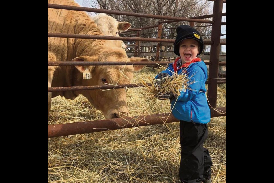 Hunter Morris of Melita, 3, thoroughly enjoying the bull sale at his grandparents’ farm near Lenore.