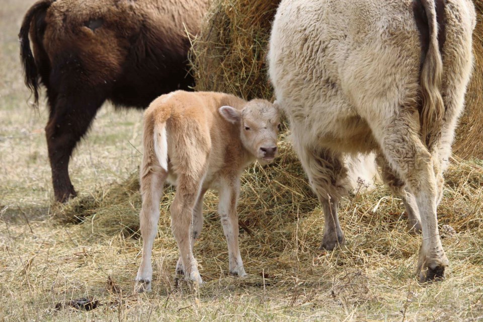 Newest white bison calf, just one week old, is interested in his visitors but sticks close to mom.