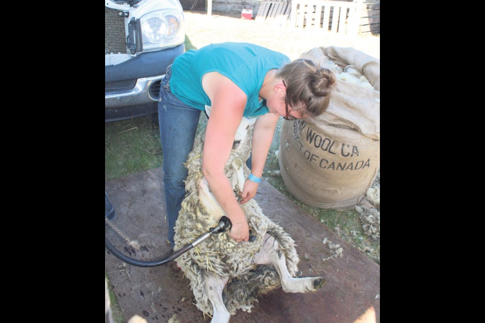 Last year's sheep shearing - look for sheep shearing demonstration again this year, at 4:30 p.m.
