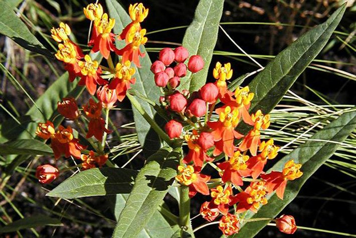 Tropical Milkweed is another variety that you may want to consider growing on your patio. It won't overwinter in the garden, but it would look spectacular on the deck and guess what - pollinators of all kind,s including the Monarch Butterfly, think so too!