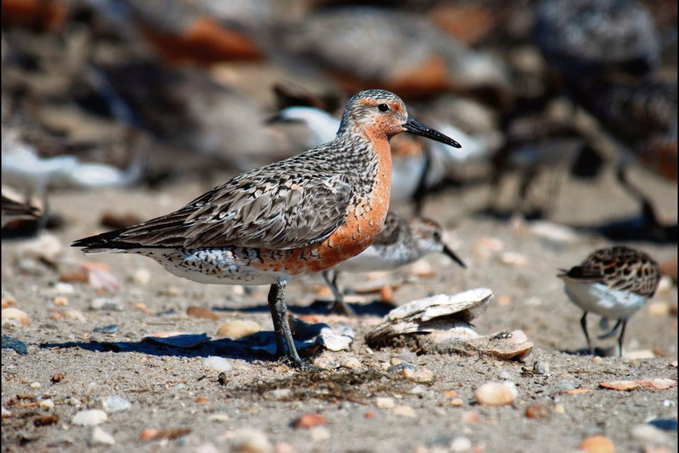 The red knot is a remarkable shorebird that migrates a vast distance from the bottom tip of South America to the high arctic, making pit stops in Manitoba.