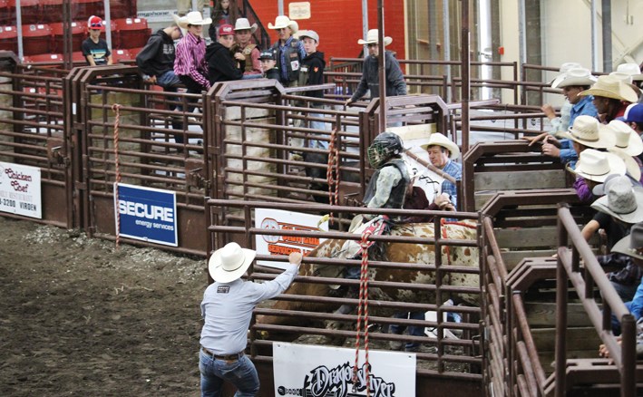 Junior steer riding, the audience is riveted on the action.