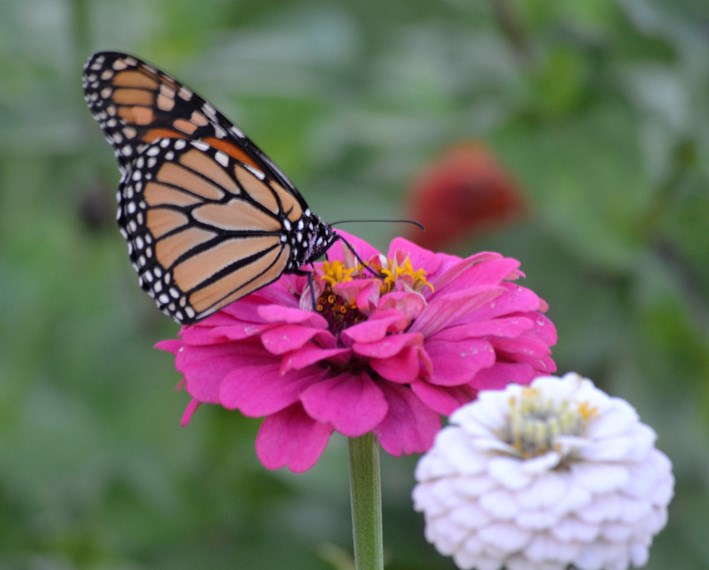 This Monarch is captivating in flight and easily recognizable as it delicately sips nectar on zinnias.