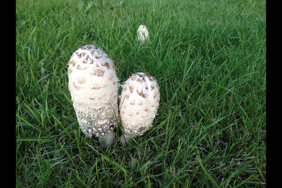 Fresh shaggy mane mushrooms found in Virden yards thanks to wet fall.
