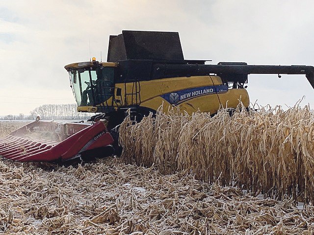 Rosebank Farms combine takes down J & L Seeds Hodson Family corn crop on Dec. 31.