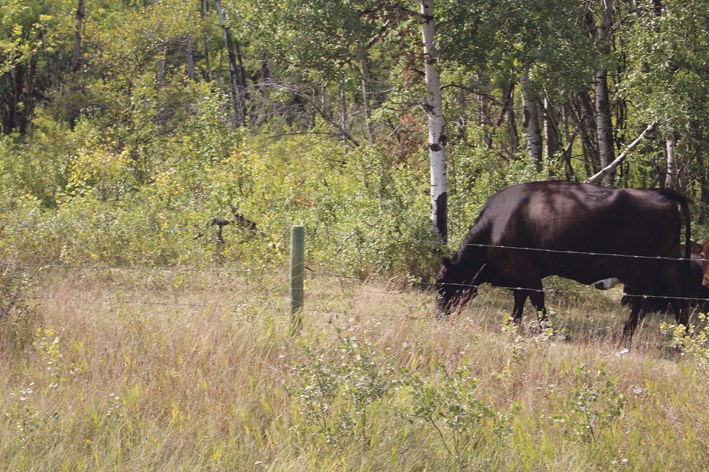 Cattle on native grass pasture near Kola.