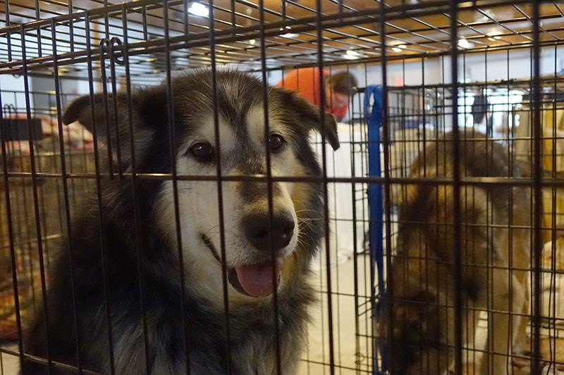 The Juniper Centre served as a temporary housing and medical check-up facility for more than 100 Northern Manitoba dogs Feb. 29-March 1 before their departure on a plane bound for southern Ontario.