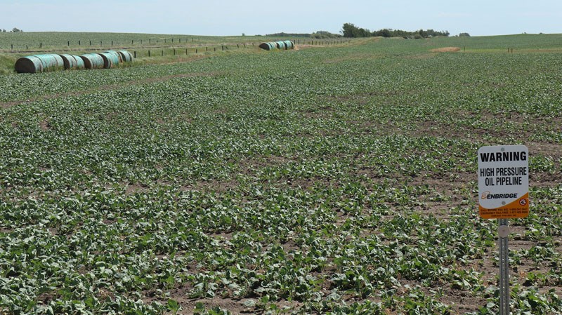 The final result of Enbridge Line 3 (replacement) reclamation shows a crop of canola seeded over the right-of-way.