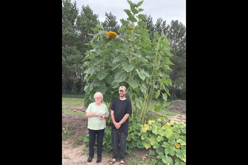 Helen Martens with her grandson Steven in front of McDougal’s huge sunflowers grown on the hügelkultur garden.