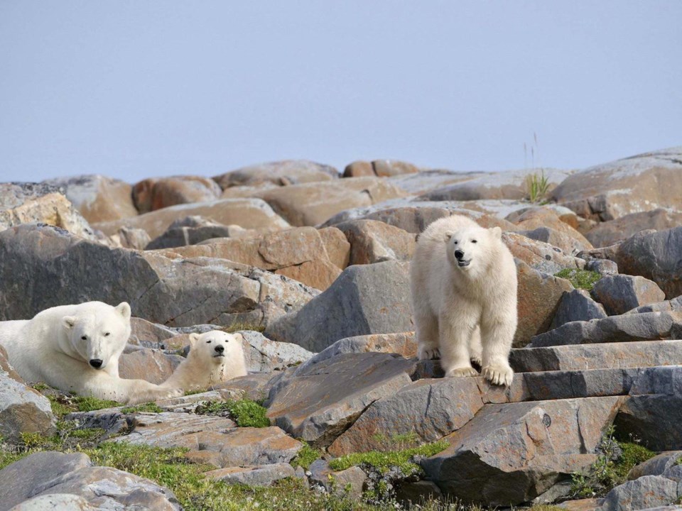 A mother polar bear and her two cubs relax amongst the rocks near the shores of Hudson Bay in late A