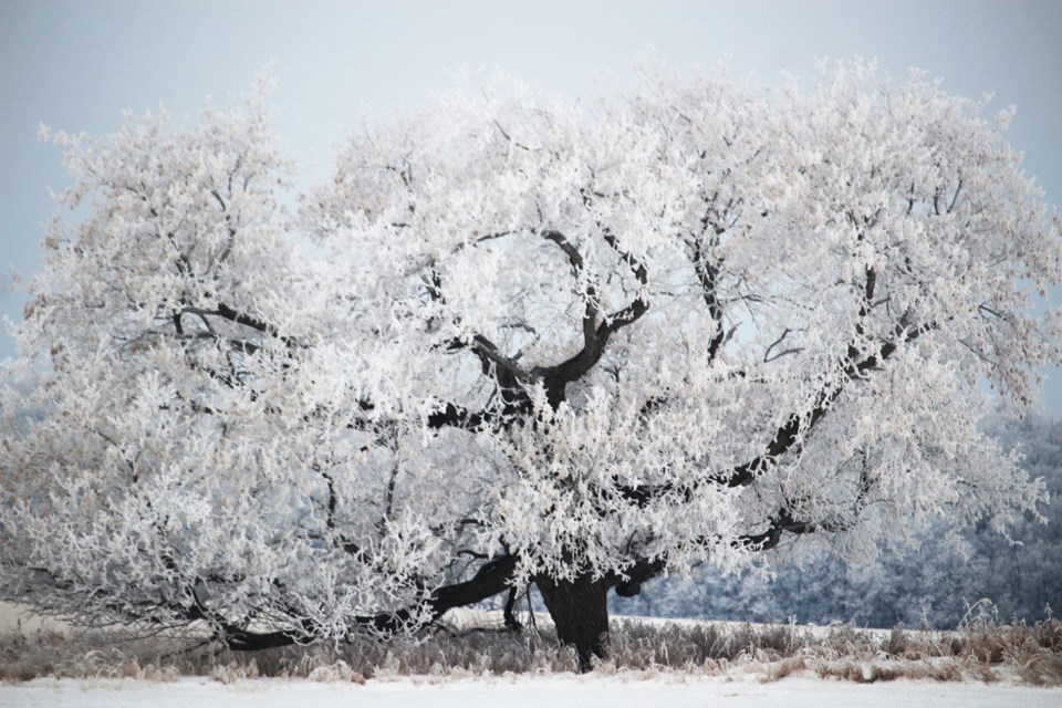 A lone standing maple tree is eye-catching on Tuesday, Jan. 5, its form detailed by hoarfrost; the tree draws attention to the area’s history which includes settlers tree planting on a formerly bald prairie.