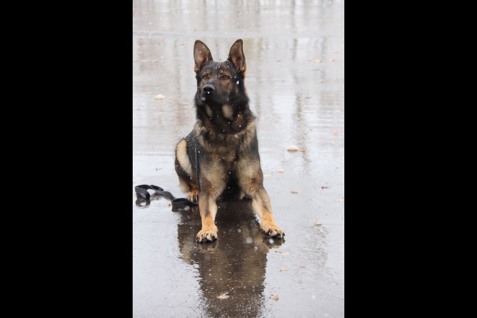 Police service dog Linkin helped Norway House RCMP recover a firearm from the woods and track down a man suspected of assault Jan. 22.