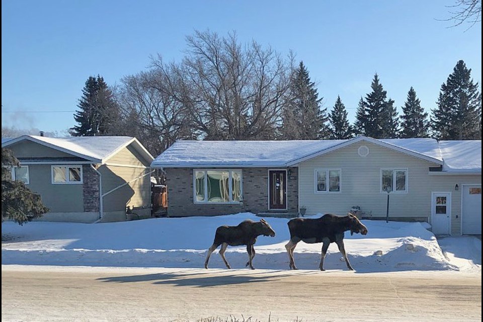 Out for a Saturday stroll on Scarth Dr. these moose are quiet a sight. Scarth is one of Virden's streets that is bordered by a creek.