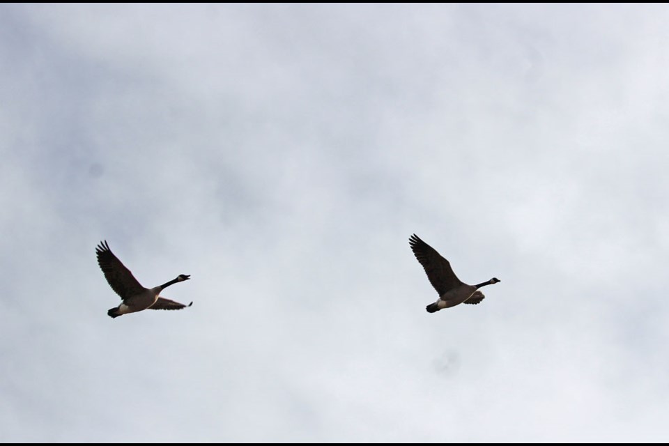 Canada geese on the wing over Virden airport, March 15.
