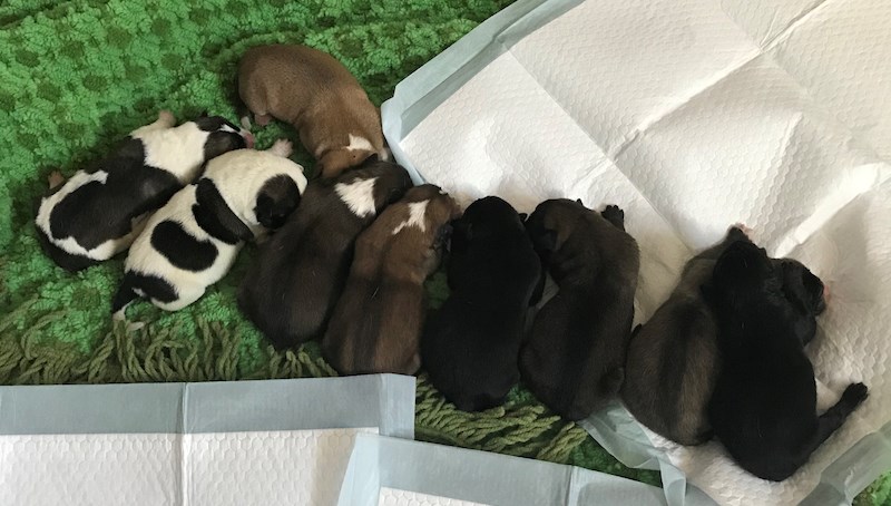 Stray new mom Goldie and her nine puppies have a temporary home with the Cross Lake RCMP officer who responded to a call about the dogs while she arranges for them to be transported to Winnipeg with the help of the Manitoba Animal Alliance.