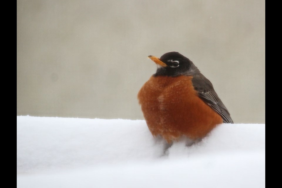 Good morning, robin! Did you sleep well in your fluffy bed?
