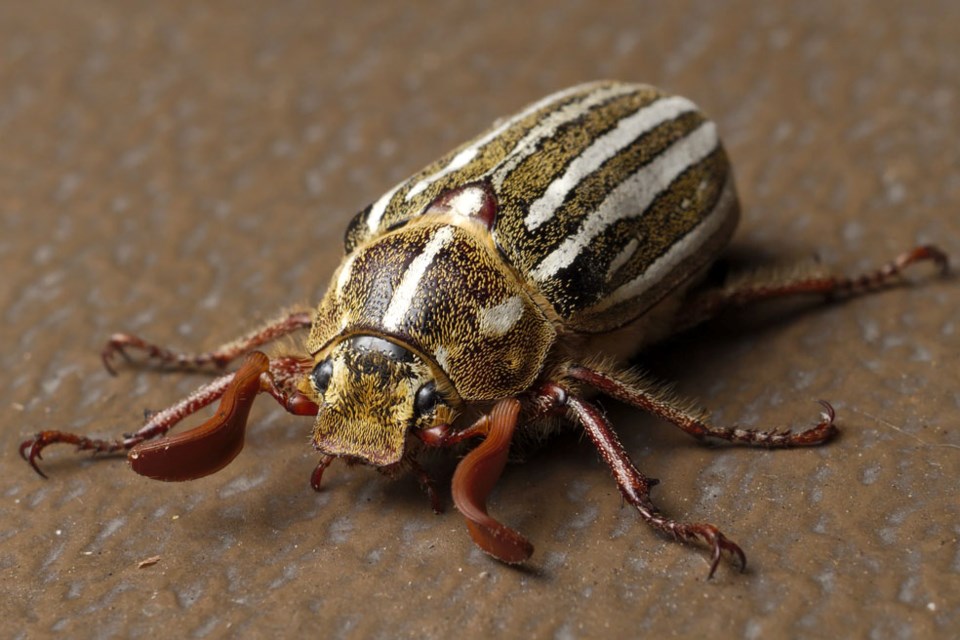 June bug larvae pose a danger to lawns.