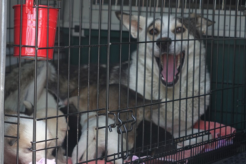 Adult dogs and puppies from Northern Manitoba are being taken to Ontario by Furever Family Dog Rescue, which loaded up the canine cargo into a specially outfitted minibus June 15 in Thompson.