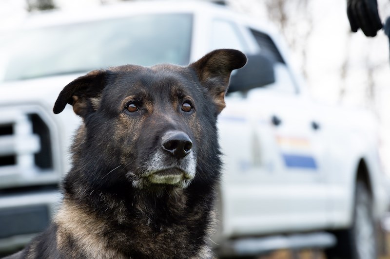 RCMP Police Service Dog Linkin helped Thompson RCMP track down two suspects in an armed robbery June