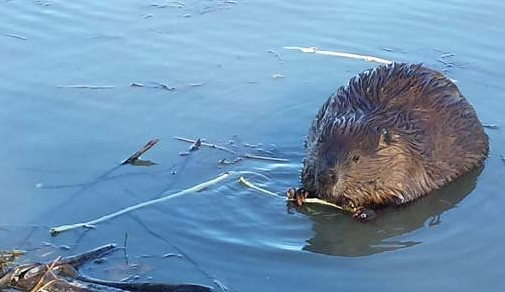 A beaver gnaws a makeshift toothpick by the Millennium Trail near the Thompson Regional Community Centre on Oct. 11.