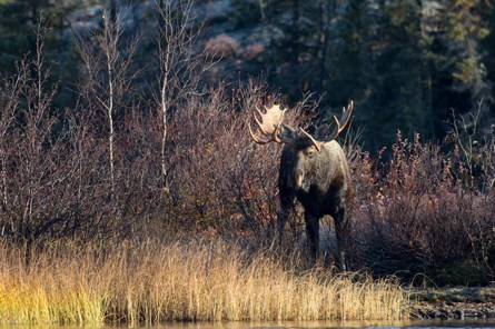 Japanese photographer Hidehiro Otake captures a moose on the loose, just north of Thompson.