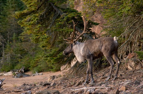 woodland caribou by Ron Thiessen