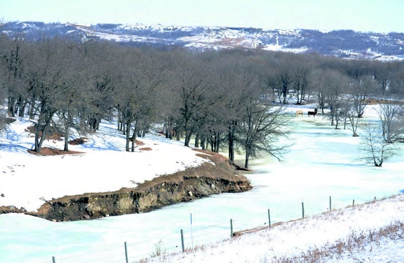 On the north side of PR 259 looking east into the Assiniboine Valley, the actual creek bed is no longer visible as the ice has spread to cover the entire ravine. A farmer’s cattle can be seen in the distance. Photos/Anne Davison