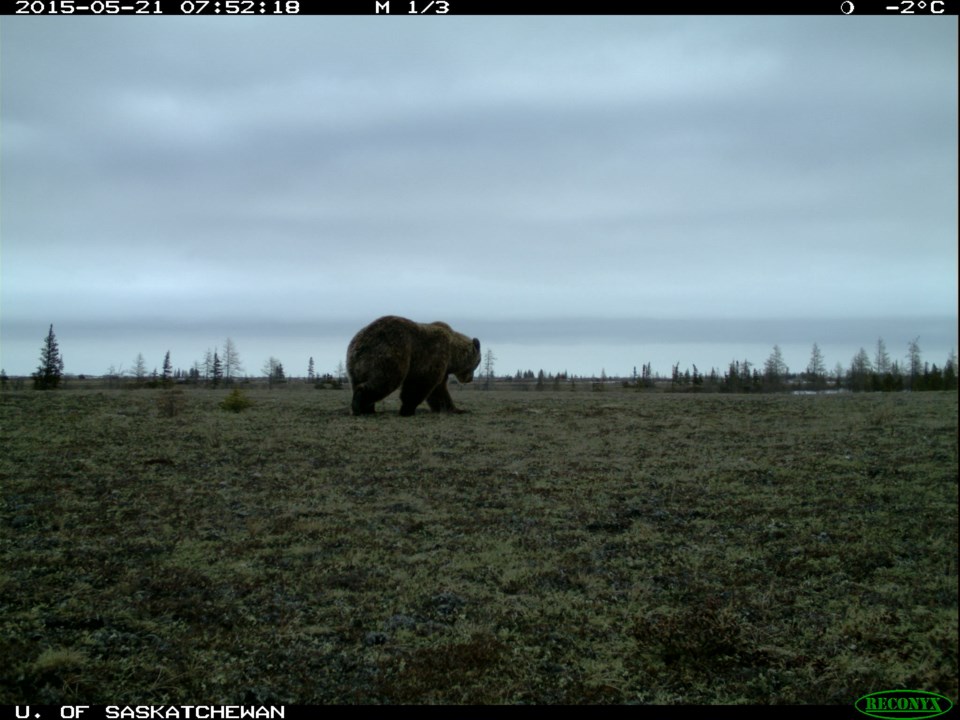 grizzly bear wapusk national park june 2015
